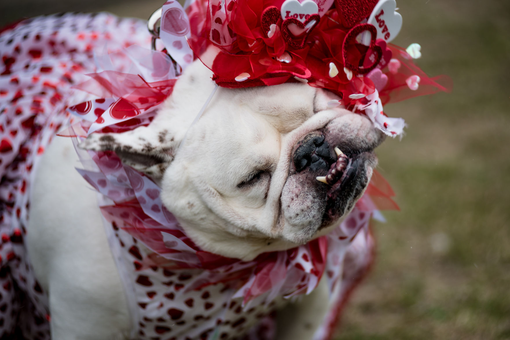 NO.petfest.021119.01209.jpg